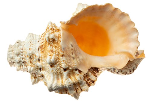 Algopix Similar Product 1 - Nautical Crush Trading Frog Shell Horn