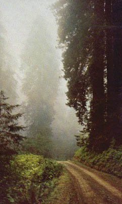 Algopix Similar Product 13 - Prairie Creek Redwoods State Park