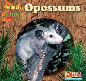 Opossums (Animals That Live in the Forest)