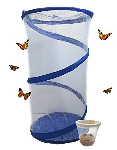The Lady.... Live Painted Lady Butterfly Habitat - 5 Caterpillars