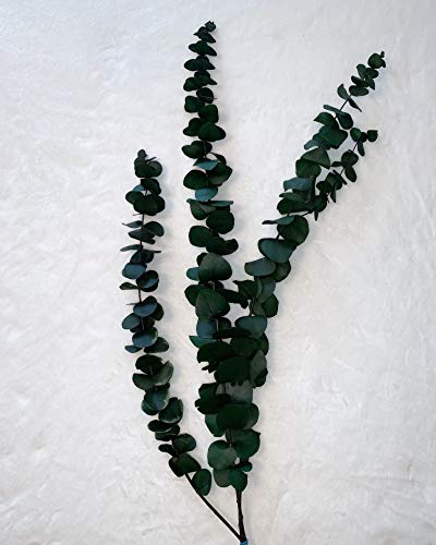 Algopix Similar Product 8 - Preserved Eucalyptus Branches - Green