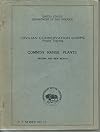 Civilian Conservation Corps Project Training Common Rage Plants Arizona and New Mexico