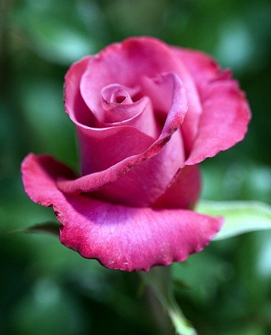 Roses - Deja Blue My Bouquet Rose