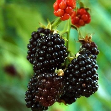 

10PCS Pre-Stratified Blackberry Seeds Outdoor Plants