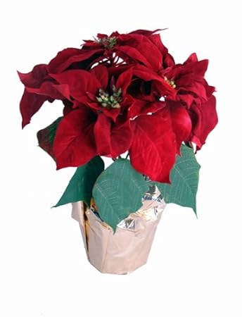 Poisonous Plants - Poinsettia