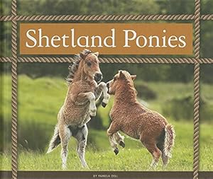 Shetland Ponies