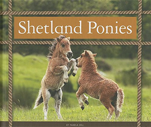 Shetland Ponies by Pamela Dell