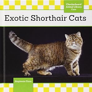 Exotic Shorthair Cats