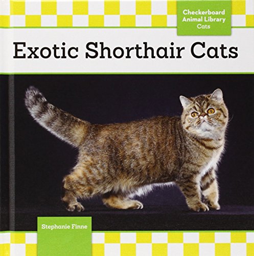 Exotic Shorthair Cats by Stephanie Finne