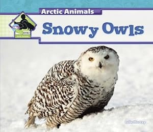 Snowy Owls