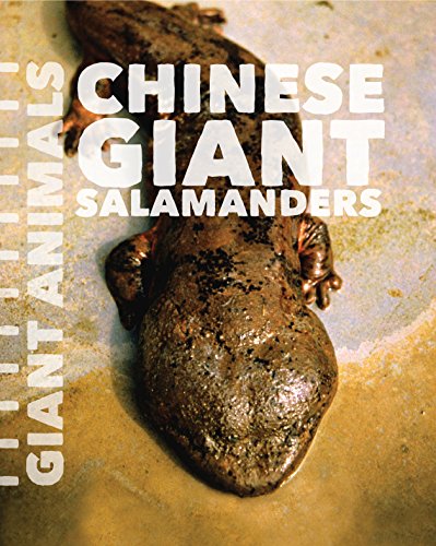 Chinese giant salamanders by Susan Schafer