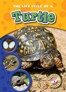 The Life Cycle of a Turtle