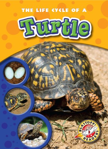 The Life Cycle of a Turtle by Colleen Sexton