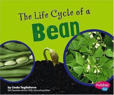 The Life Cycle of a Bean