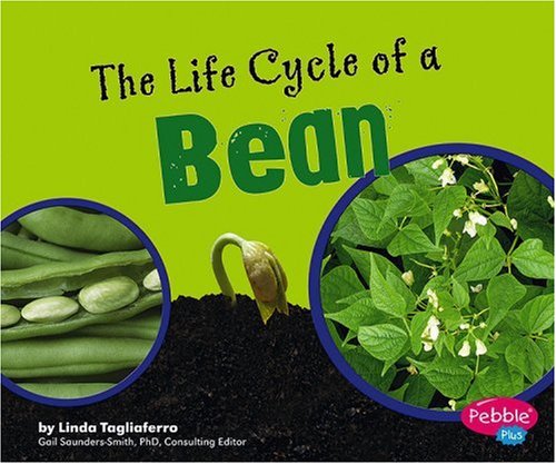 The Life Cycle of a Bean by Linda Tagliaferro