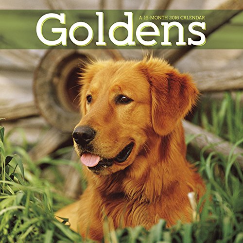 2016 Monthly Wall Calendar - Golden Retrievers