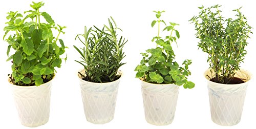 Algopix Similar Product 16 - KaBloom Live Plant Collection Herb
