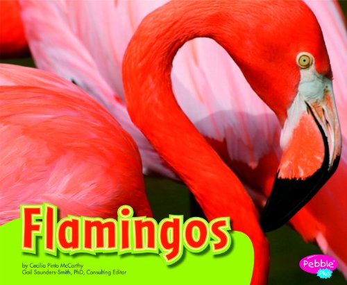 Flamingos by Cecilia Pinto McCarthy