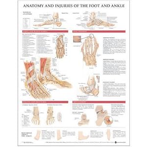 [(Anatomy and Injuries of the Foot and Ankle)] [Author: Anatomical Chart Company] published on (December, 2004) by Anatomical Chart Company