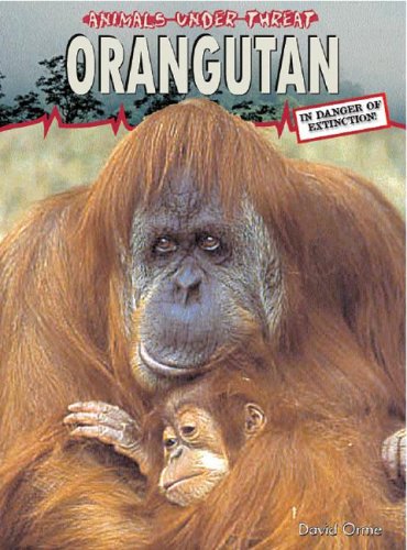Orangutan (Animals Under Threat) by David Orme