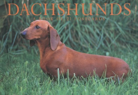 Dachshunds by Browntrout Publishers