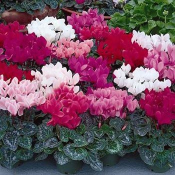 The Best Indoor Plants - Cyclamen