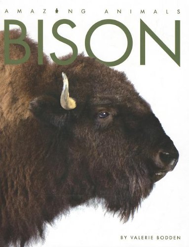 Bison by Valerie Bodden