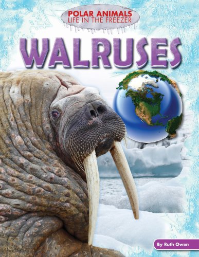 Walruses by Ruth Owen