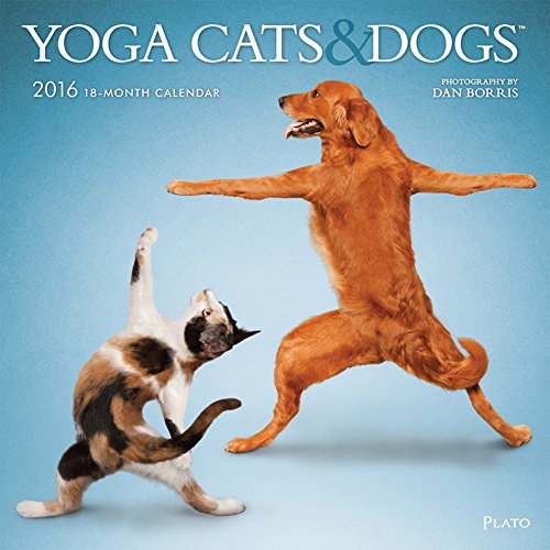 Yoga Cats and Dogs - 2016 Calendar 12 x 12in