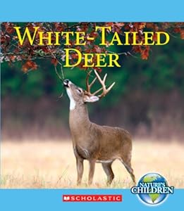 White-Tailed Deer
