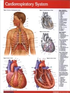 Cardiorespiratory System Guide - Medical Quick Reference Guide by Permacharts by Permacharts