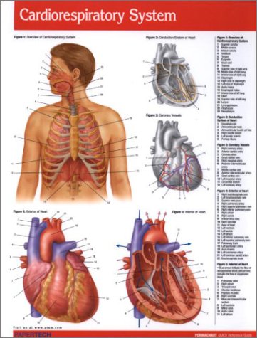 Cardiorespiratory System Guide - Medical Quick Reference Guide by Permacharts by Permacharts