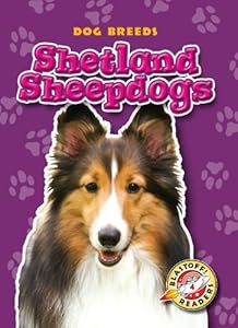 Shetland Sheepdogs