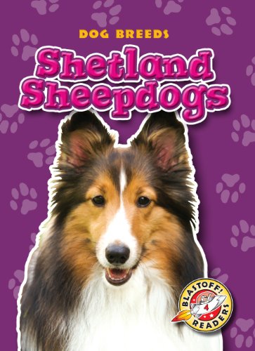 Shetland Sheepdogs by Anne Wendorff