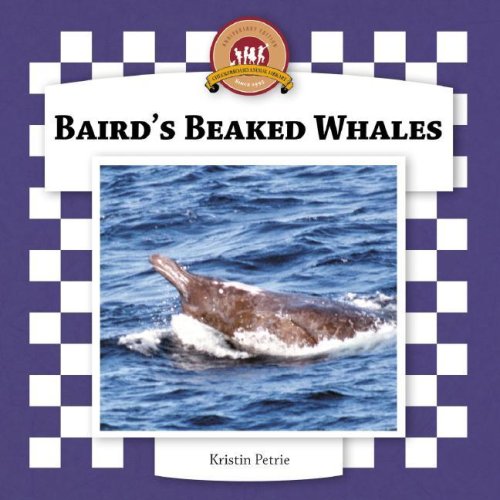 Baird's Beaked Whales (Whales Set II) by Kristin Petrie