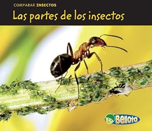 Las partes de los insectos