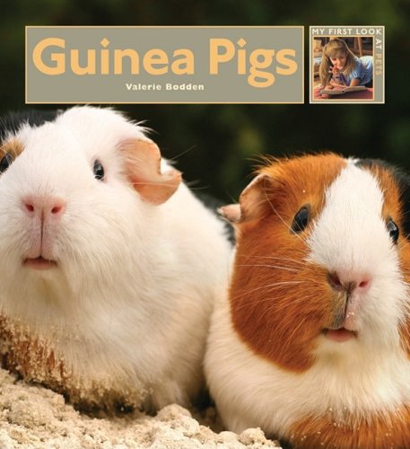 Guinea Pigs by Valerie Bodden