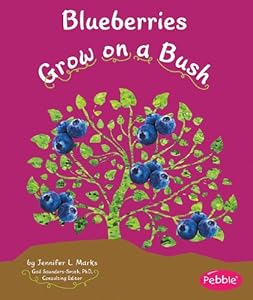 Blueberries Grow on a Bush