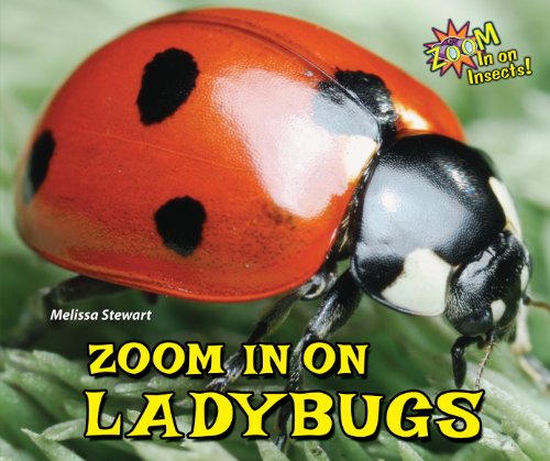 Zoom in on Ladybugs by Melissa Stewart