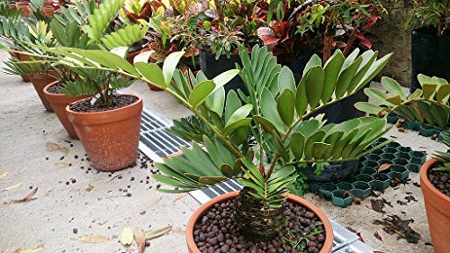 Algopix Similar Product 5 - Live Cardboard Palm Cycad Plants 1