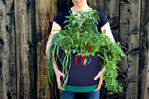 Algopix Similar Product 15 - Seedsheet Grow Your Own Hot Sauce