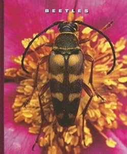 Beetles (The World of Insects)