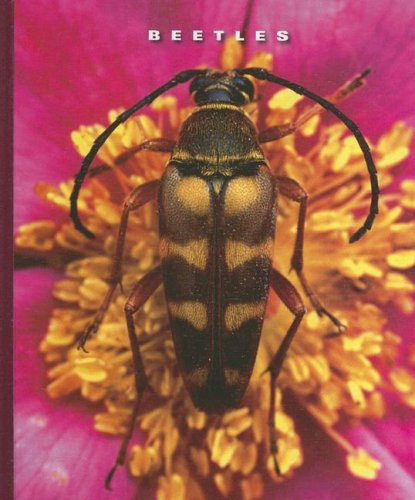 Beetles (The World of Insects) by Sophie Lockwood
