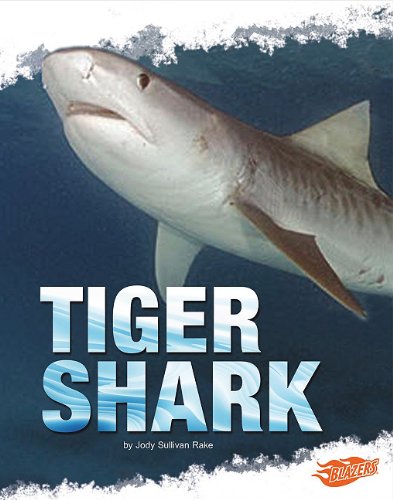 Tiger Shark by Deborah Nuzzolo