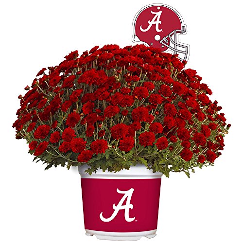 Algopix Similar Product 6 - Sporticulture Alabama Crimson Tide