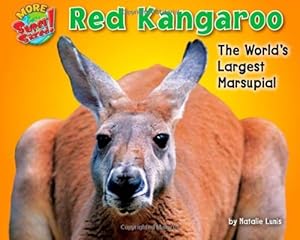 Red Kangaroo: The World's Largest Marsupial