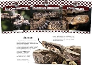 Snakes Set