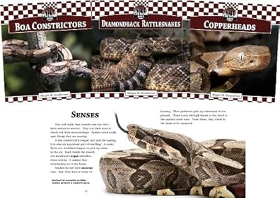 Snakes Set