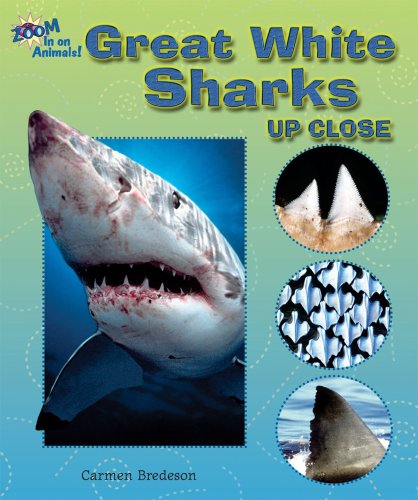 Great White Sharks Up Close (Zoom in on Animals!) by Carmen Bredeson