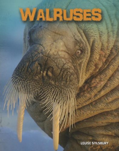 Walruses by Louise Spilsbury